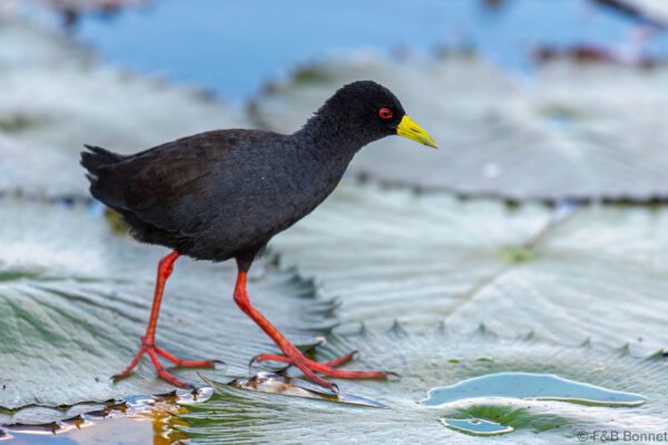 Black Crake - Botswana - Chobe NP - 2019