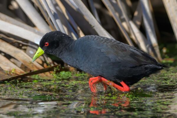 Black Crake - South Africa - Cape Town - 2025