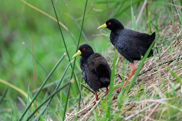 Black Crake - South Africa - iSimangaliso - 2026