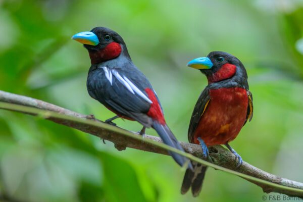 Black-and-red Broadbill - Vietnam - Cat Tien - 2026
