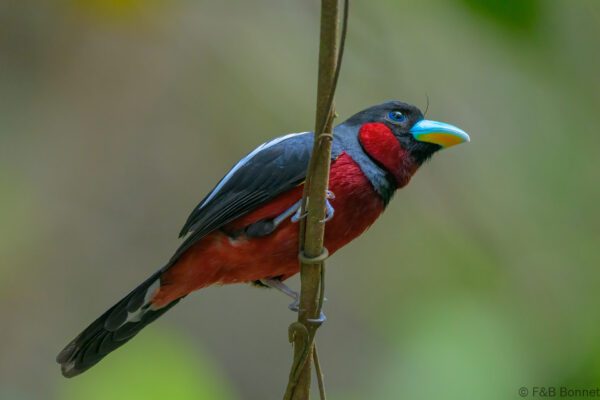 Black-and-red Broadbill - Vietnam - Cat Tien - 2026