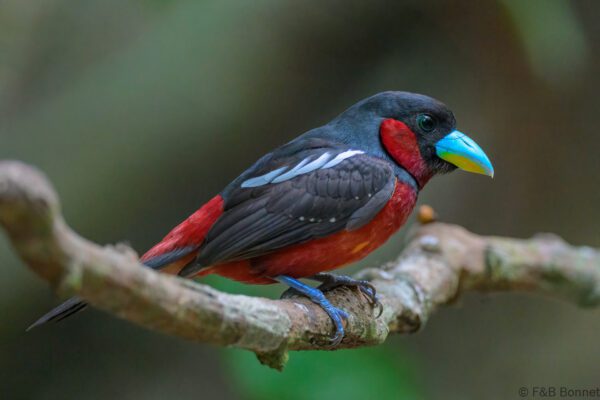 Black-and-red Broadbill - Vietnam - Cat Tien - 2026