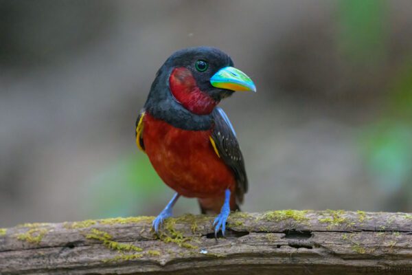 Black-and-red Broadbill - Vietnam - Cat Tien - 2026