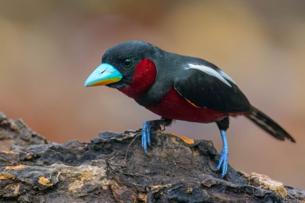 Black-and-red Broadbill - Vietnam - Ma Da - 2026