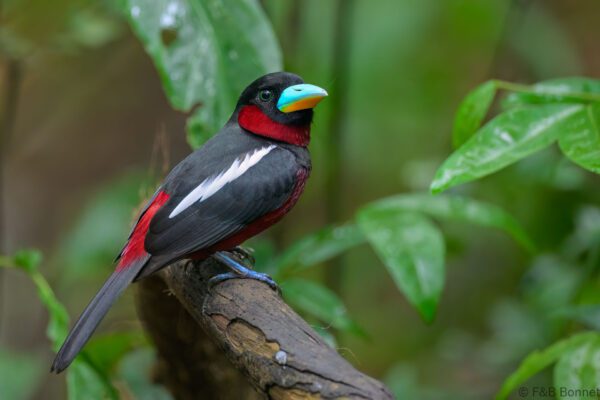 Black-and-red Broadbill - Vietnam - Ma Da - 2026