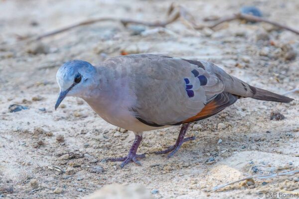 Tourtelette d'Abyssinie - Senegal - Kafountine - 2023