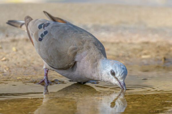 Tourtelette d'Abyssinie - Senegal - Ndangane - 2023
