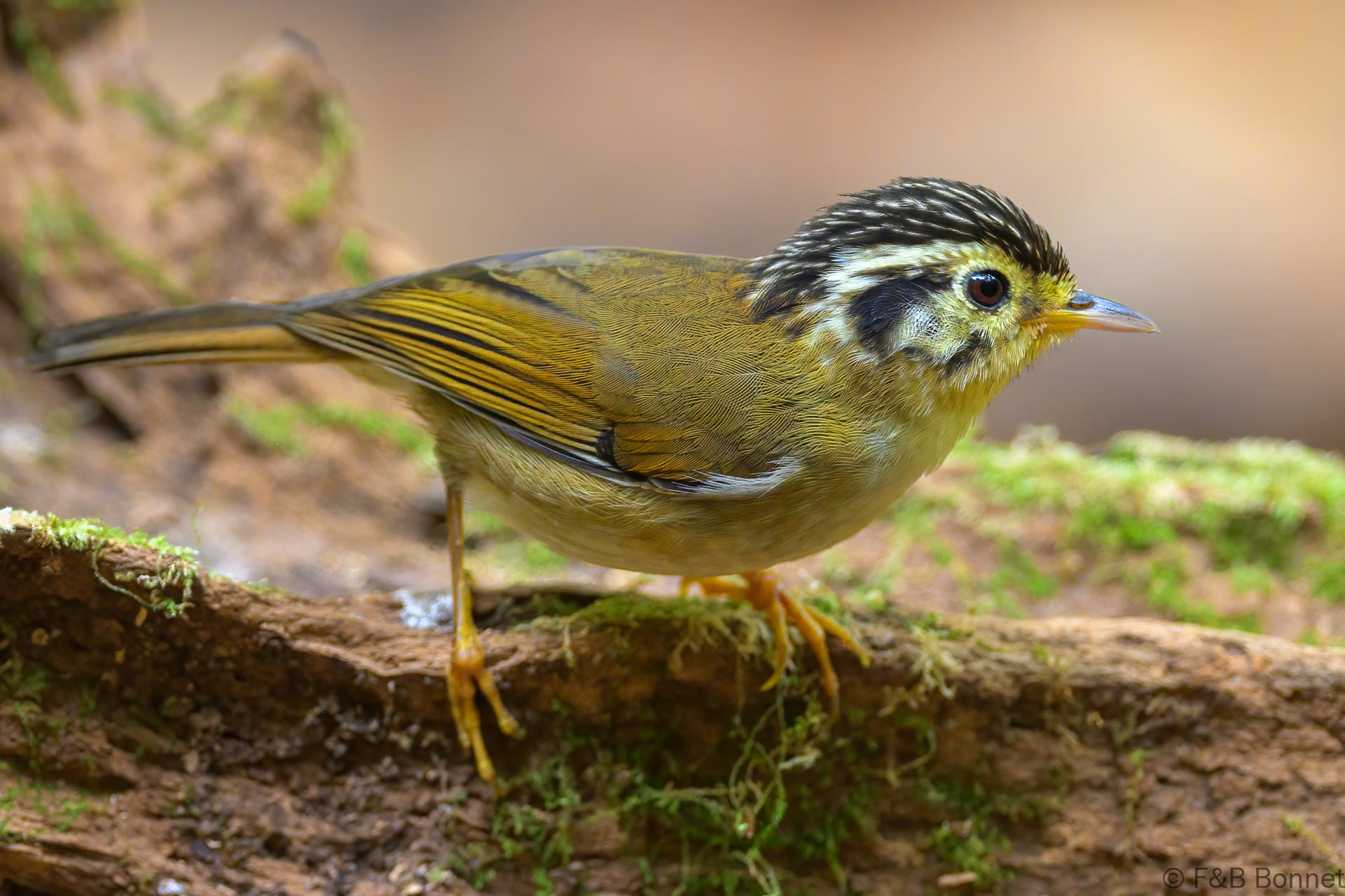 Black-crowned Fulvetta - Vietnam - Da Lat - 2026