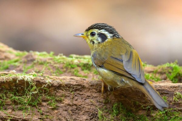 Black-crowned Fulvetta - Vietnam - Da Lat - 2026