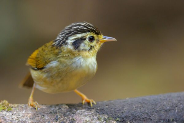 Black-crowned Fulvetta - Vietnam - Da Lat - 2026