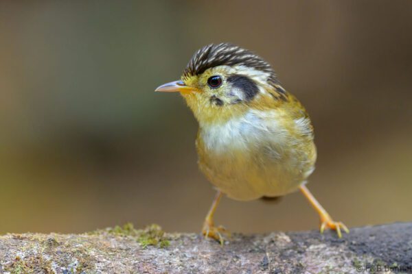 Black-crowned Fulvetta - Vietnam - Da Lat - 2026