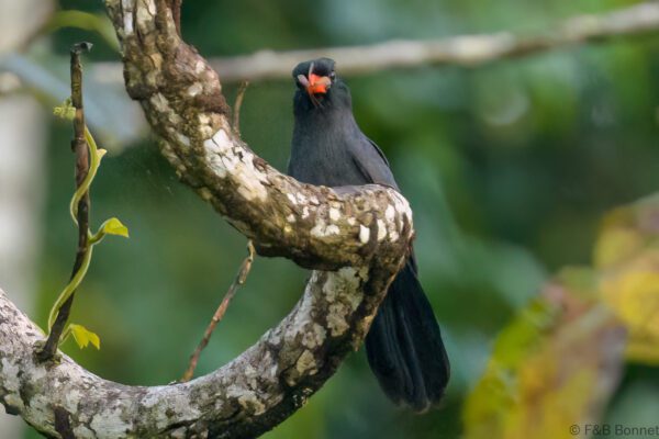 Monja unicolor - Ecuador - Río Napo - 2023