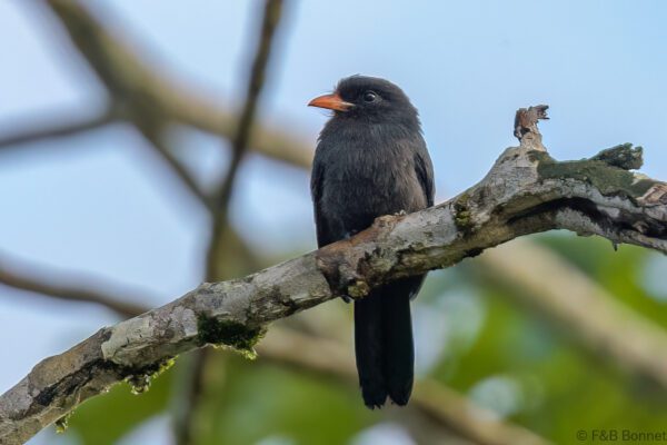 Monja unicolor - Ecuador - Río Napo - 2023