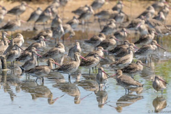 Black-tailed Godwit - Thailand - Bangpu - 2023
