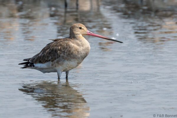 Black-tailed Godwit - Thailand - Bangpu - 2023