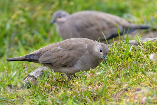 Palomita alinegra - Ecuador - Volcán Quilotoa - 2023