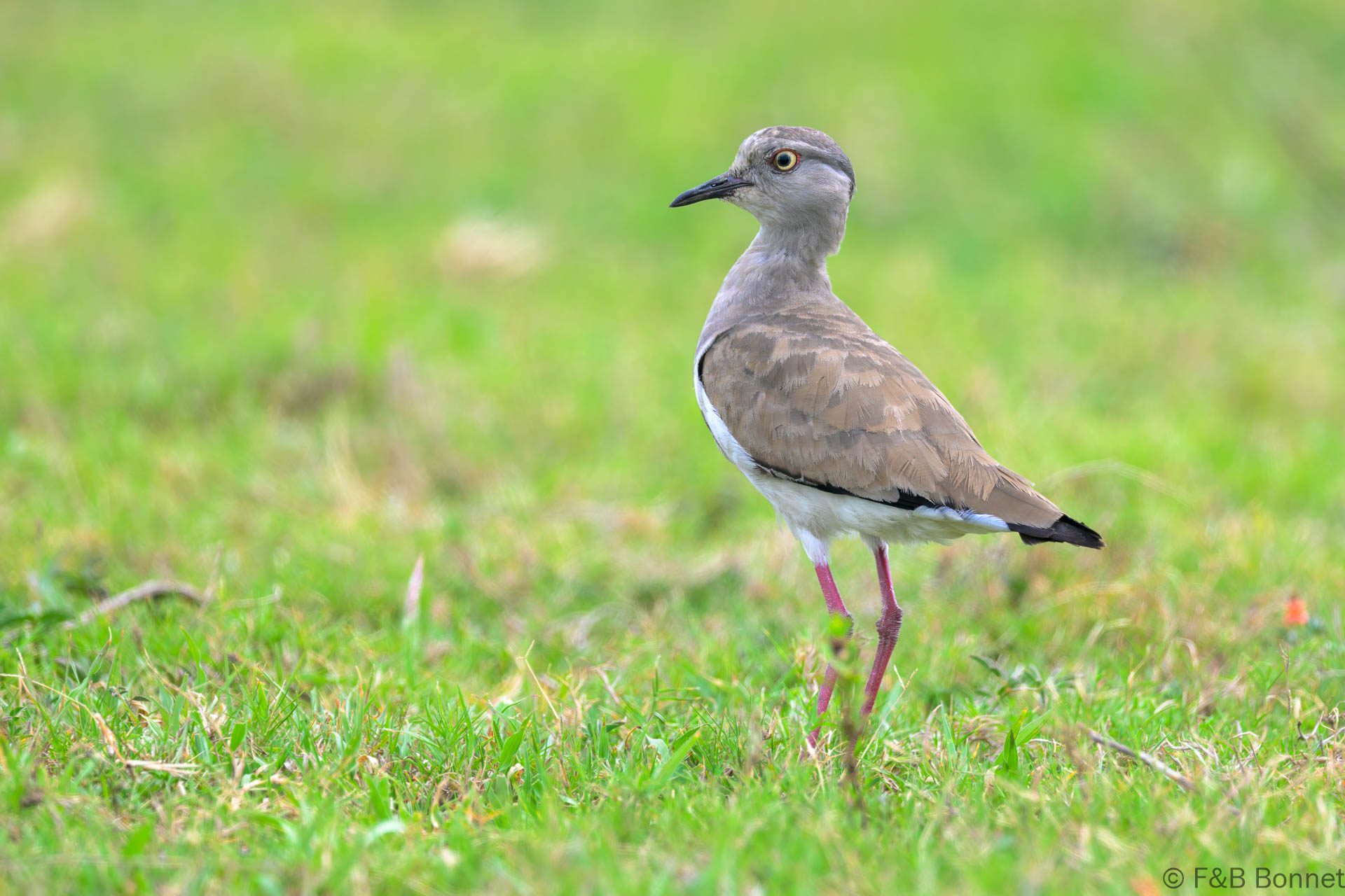 Black-winged Lapwing - South Africa - iSimangaliso - 2025