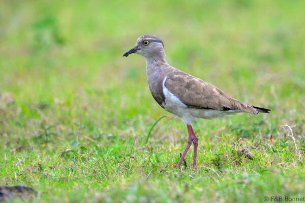 Black-winged Lapwing - South Africa - iSimangaliso - 2025