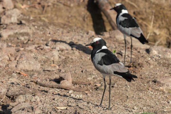 Blacksmith Lapwing - Botswana - Chobe NP - 2019