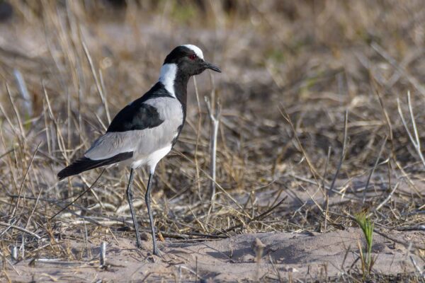 Blacksmith Lapwing - South Africa - Langebaan - 2022