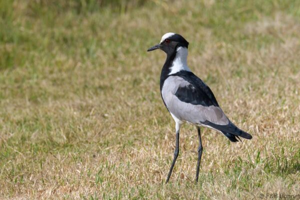 Blacksmith Lapwing - South Africa - Knysna - 2022