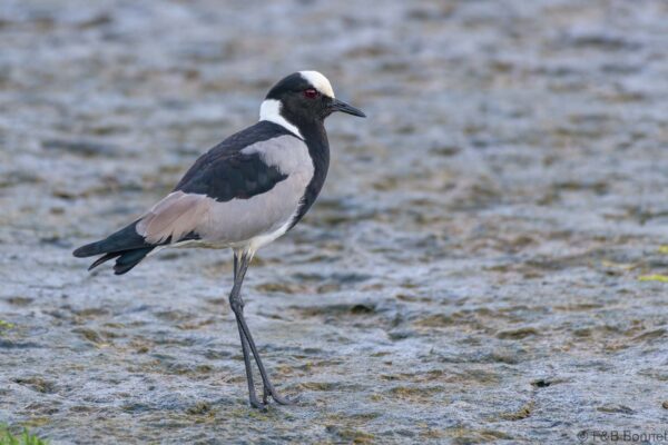 Blacksmith Lapwing - South Africa - Knysna - 2022