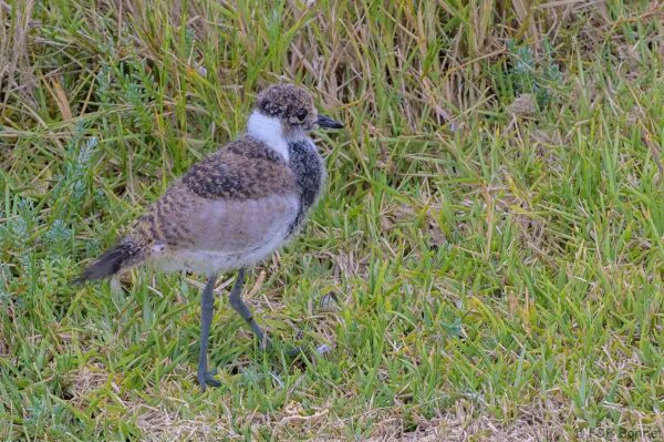 Blacksmith Lapwing (imm.) - South Africa - Knysna - 2022