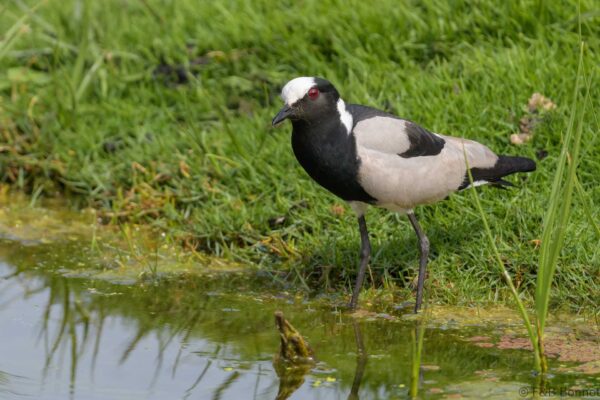 Blacksmith Lapwing - South Africa - Cape Town - 2024