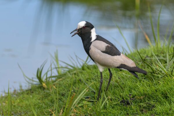 Blacksmith Lapwing - South Africa - Cape Town - 2024
