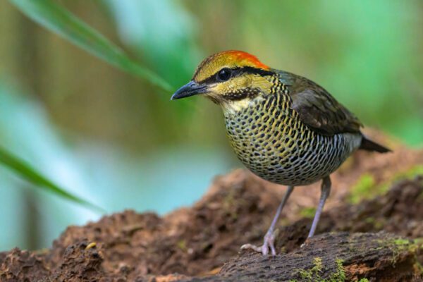 Blue Pitta ♀ - Vietnam - Da Lat - 2026