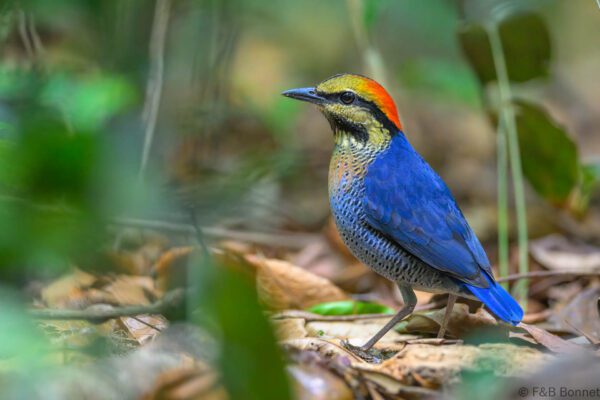 Blue Pitta ♂ - Vietnam - Di Linh - 2026