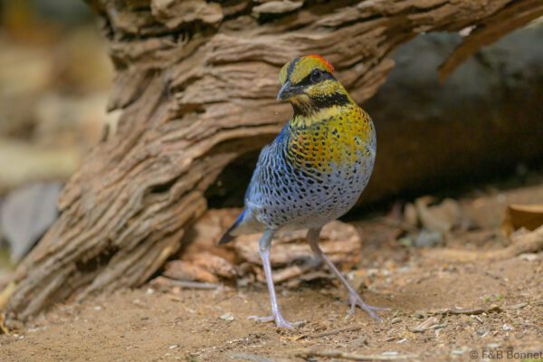 Blue Pitta ♂ - Vietnam - Di Linh - 2026