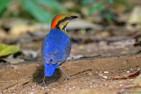 Blue Pitta ♂ - Vietnam - Di Linh - 2026