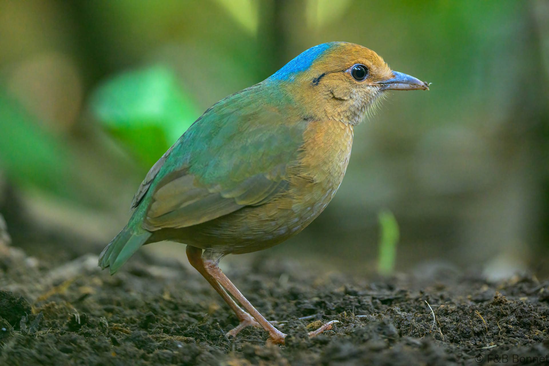 Blue-naped Pitta - Thailand - Chiang Rai - 2026