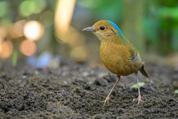 Blue-naped Pitta - Thailand - Chiang Rai - 2026