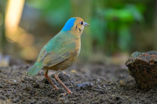 Blue-naped Pitta - Thailand - Chiang Rai - 2026
