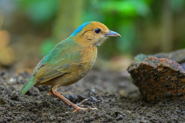 Blue-naped Pitta - Thailand - Chiang Rai - 2026