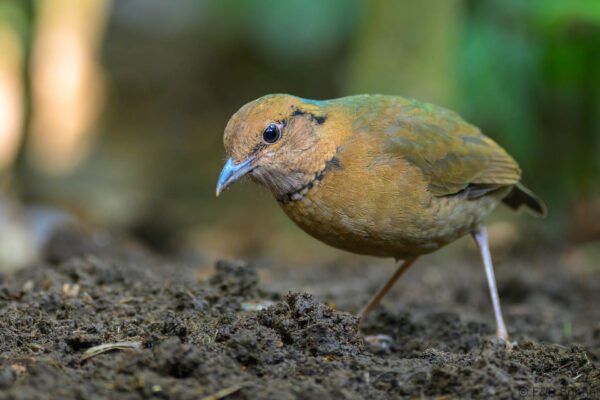 Blue-naped Pitta - Thailand - Chiang Rai - 2026