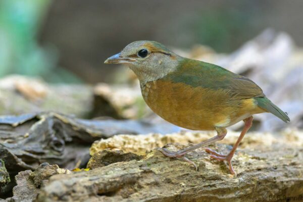 Blue-rumped Pitta - Vietnam - Cat Tien - 2026