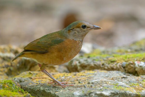 Blue-rumped Pitta - Vietnam - Cat Tien - 2026