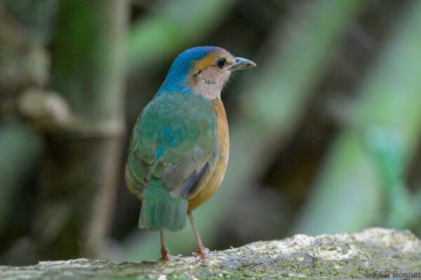 Blue-rumped Pitta - Vietnam - Cat Tien - 2026