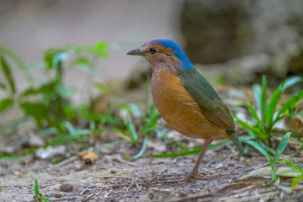 Blue-rumped Pitta - Vietnam - Cat Tien - 2026