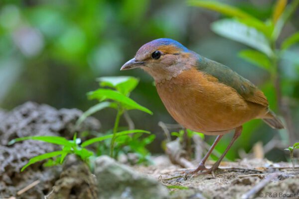 Blue-rumped Pitta - Vietnam - Cat Tien - 2026