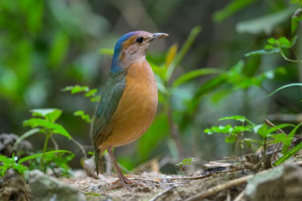 Blue-rumped Pitta - Vietnam - Cat Tien - 2026