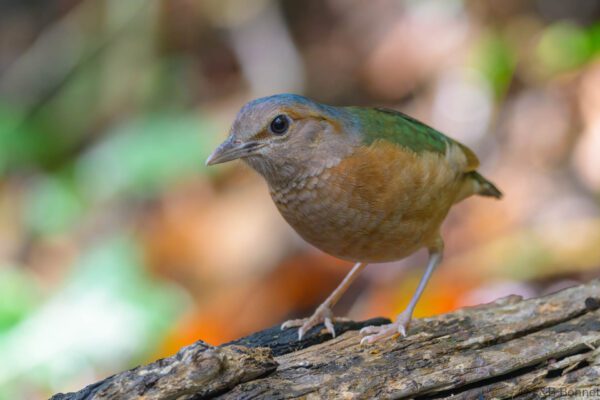 Blue-rumped Pitta - Vietnam - Ma Da - 2026