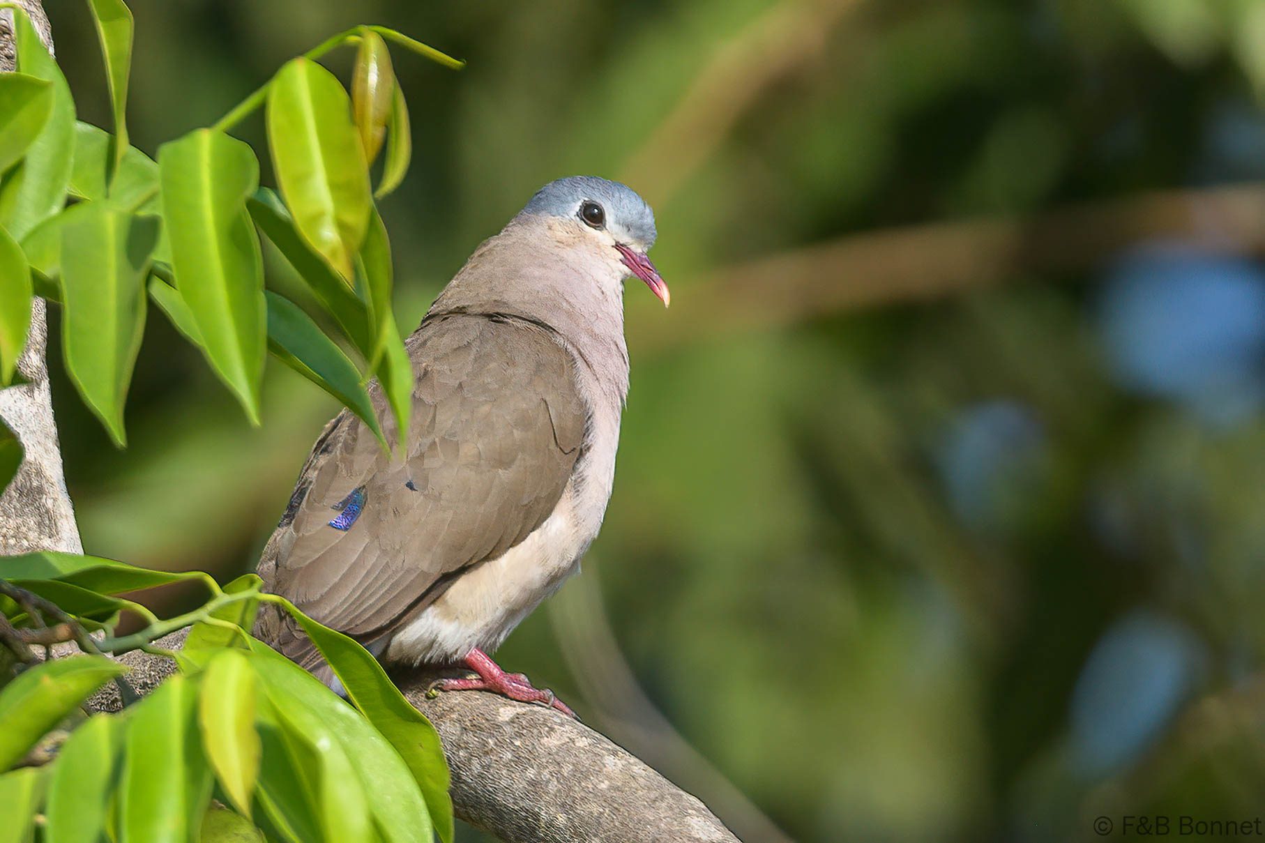 Tourtelette améthystine - Senegal - Elinkine - 2023