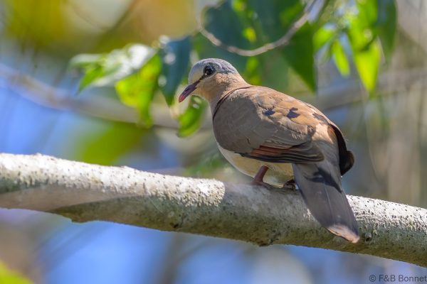 Blue-spotted Wood Dove - Zimbabwe - Honde Valley - 2026