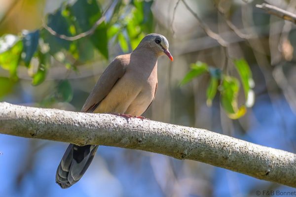 Blue-spotted Wood Dove - Zimbabwe - Honde Valley - 2026