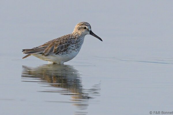 Broad-billed Sandpiper - Thailand - Pak Thale - 2023