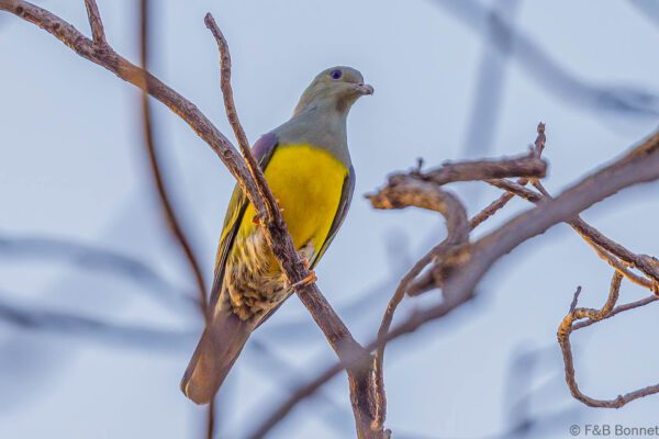 Colombar waalia - Senegal - Dindéfélo - 2023